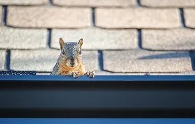 A curious squirrel peeks over the edge of a roof with shingles in the background.